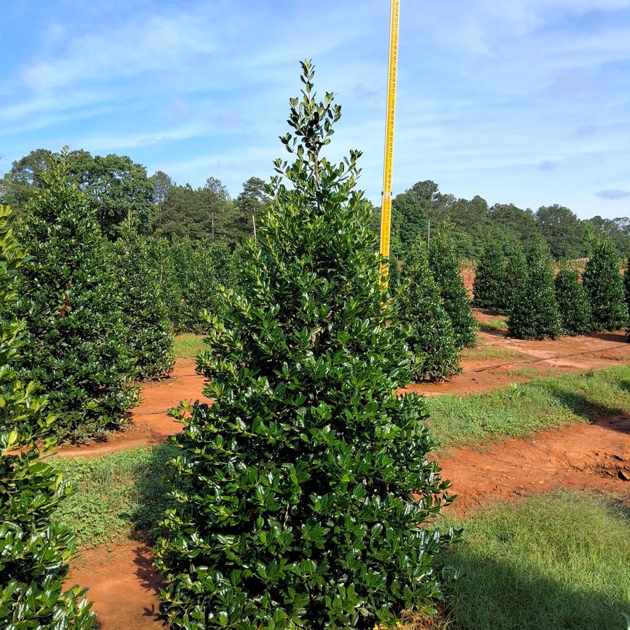 Ilex Nellie R. Stevens