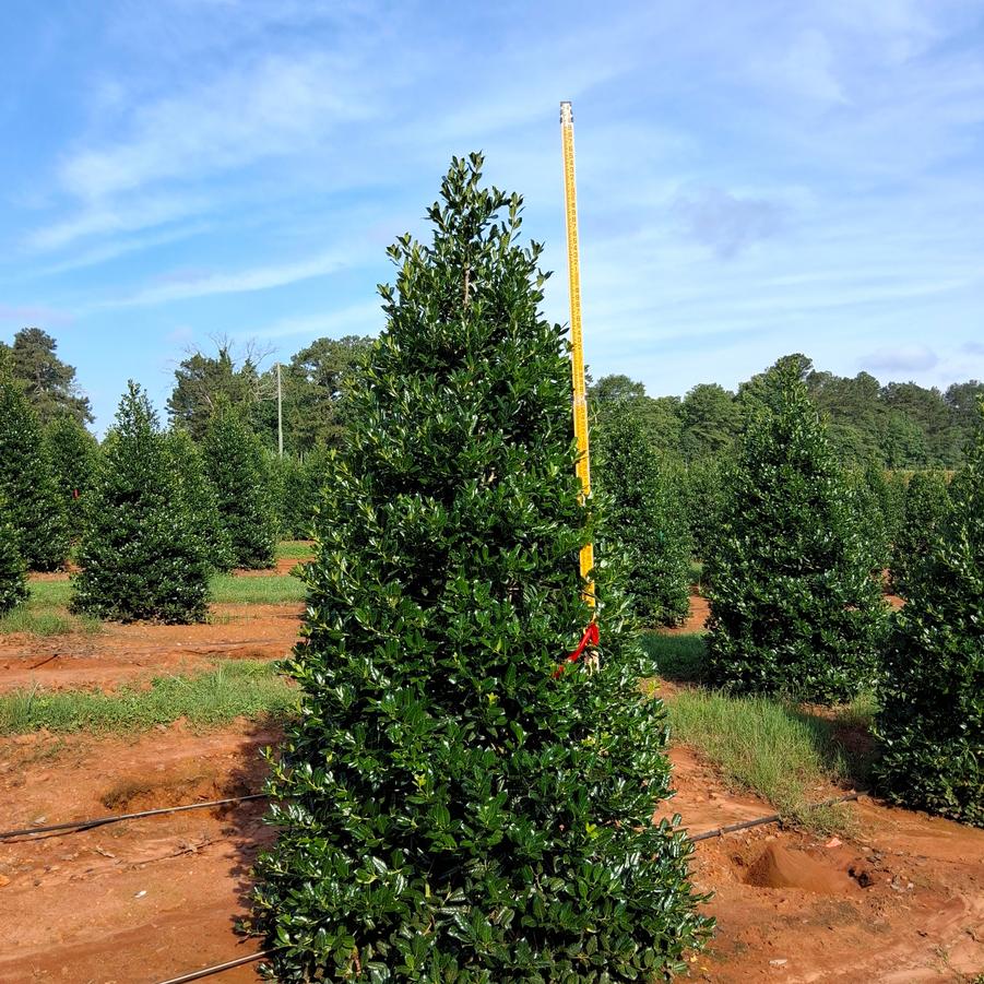 Ilex Nellie R. Stevens