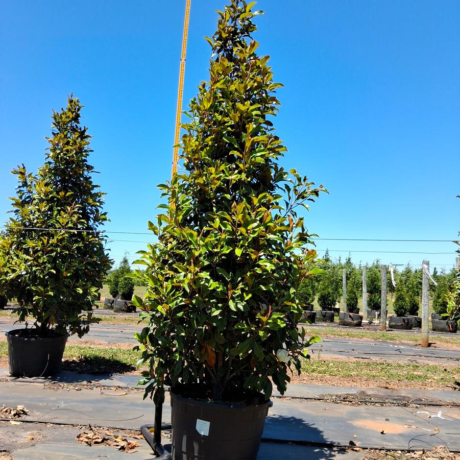 Magnolia grandiflora Bracken's Brown Beauty