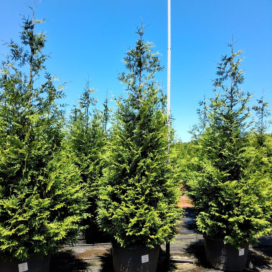 Thuja Green Giant