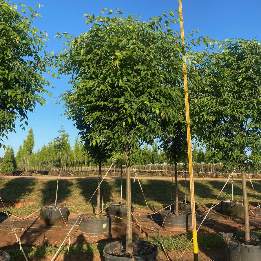 Zelkova serrata Green Vase