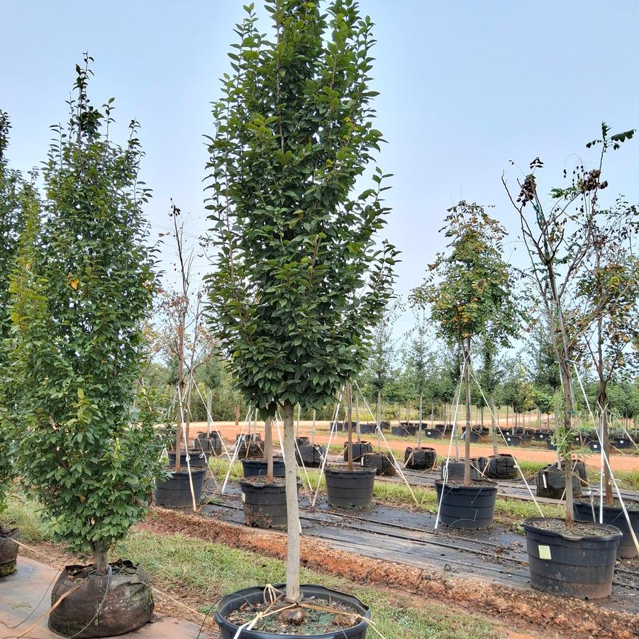 Carpinus betulus Frans Fontaine