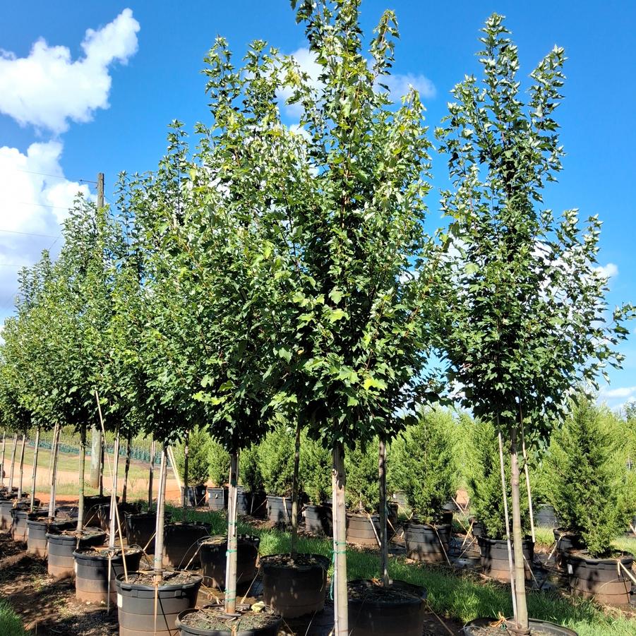 Acer rubrum Red Sky®