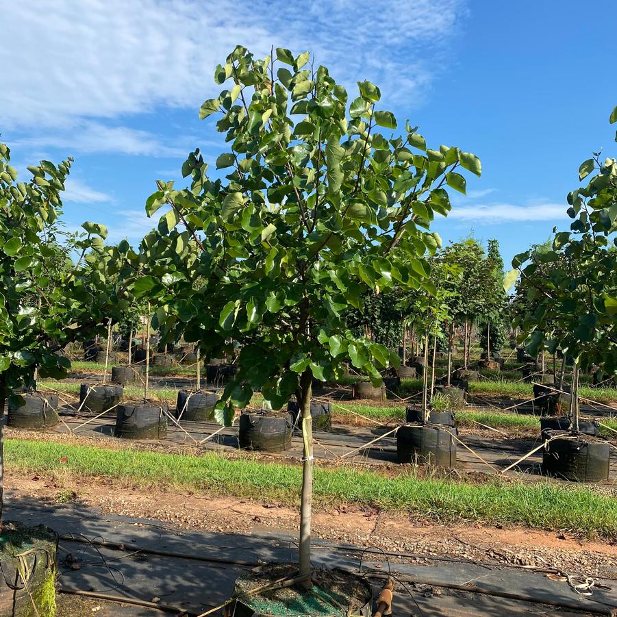 Cercis canadensis var. texensis Oklahoma