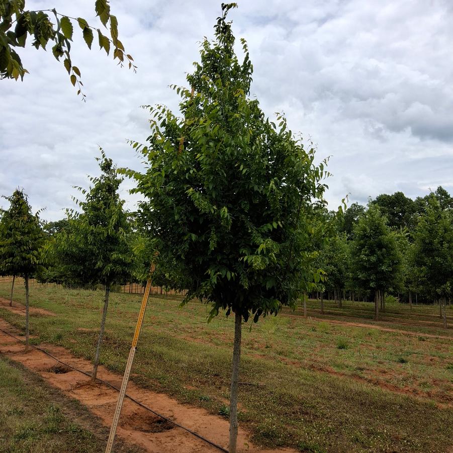 Carpinus caroliniana 