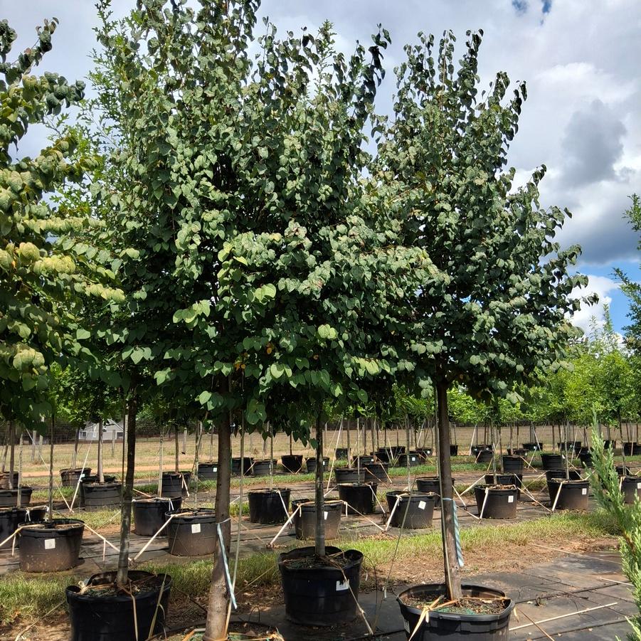 Cercidiphyllum japonicum 