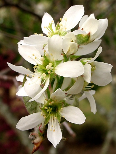 Autumn Brilliance’ Serviceberry – Southeastern Growers Inc. Tree Farm