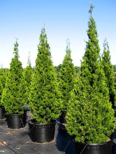 Brodie Juniper – Southeastern Growers Inc. Tree Farm