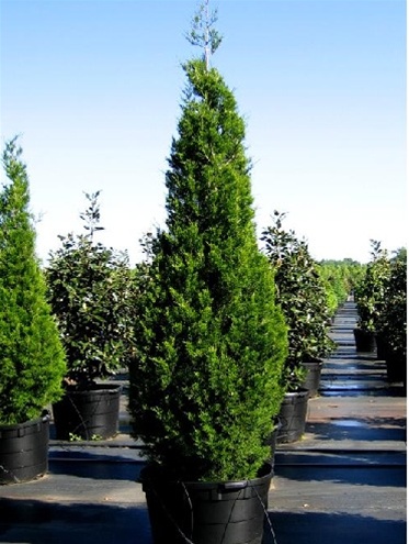 Brodie Juniper – Southeastern Growers Inc. Tree Farm