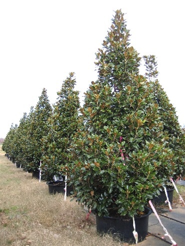 Claudia Wannamaker Southern Magnolia – Southeastern Growers Inc. Tree Farm