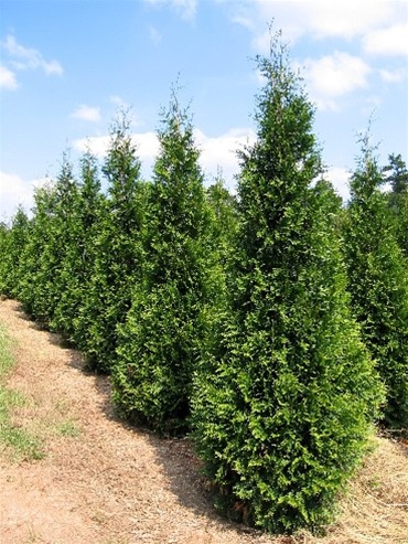 Green Giant’ Arborvitae – Southeastern Growers Inc. Tree Farm