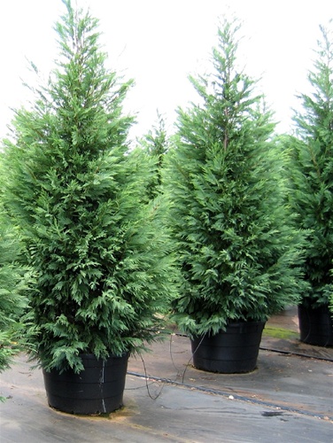 Leyland Cypress