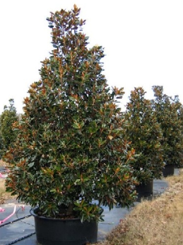 Little Gem Southern Magnolia – Southeastern Growers Inc. Tree Farm