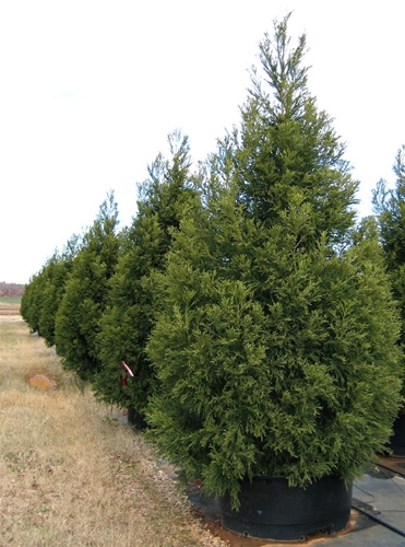 Yoshino Cryptomeria