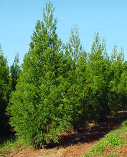 Yoshino Cryptomeria